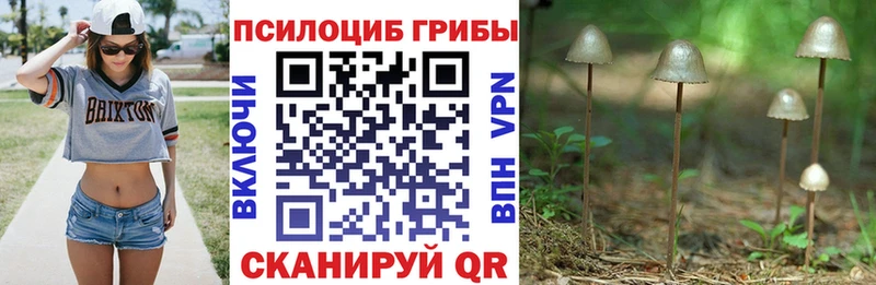 Галлюциногенные грибы Psilocybe  Купить  Свирск 